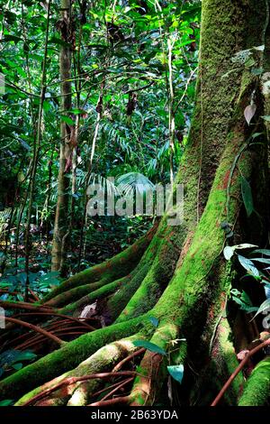 Trees in the rainforest Stock Photo