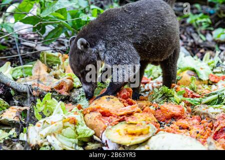 A Coati is seen eating in an area near the forest on September 27, 2019 in Cancun, Mexico. Its habitat extends from northern Mexico to South America; They live in the jungle and in places where there is a lot of humidity, these mammals are around the garbage and waste that people throw in natural areas. The coatis are omnivorous and usually feed on fruits, carrion, insects and eggs, due to the conditions generated by man invading their spaces, these animals have had to find themselves in the need to travel the streets and sniff through the garbage to find food (Photo by Eyepix Group/Pacific Pr Stock Photo