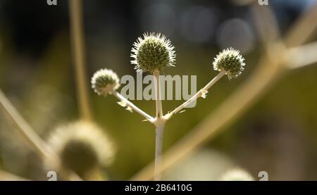 it´s a thistle flower shown as a winner Stock Photo