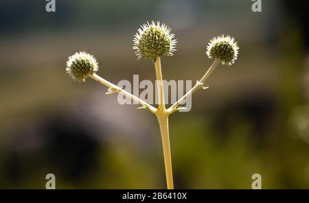 it´s a thistle flower shown as a winner Stock Photo