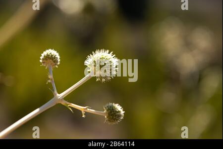 it´s a thistle flower shown as a winner Stock Photo