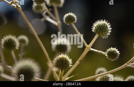 it´s a thistle flower shown as a winner Stock Photo