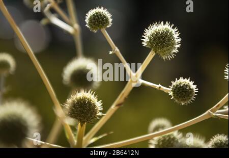 it´s a thistle flower shown as a winner Stock Photo