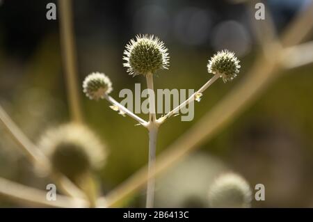 it´s a thistle flower shown as a winner Stock Photo