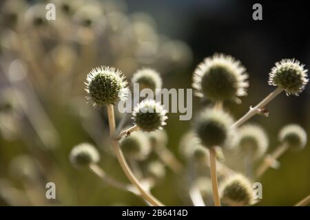 it´s a thistle flower shown as a winner Stock Photo