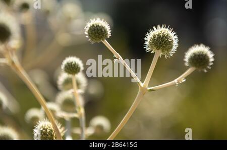 it´s a thistle flower shown as a winner Stock Photo