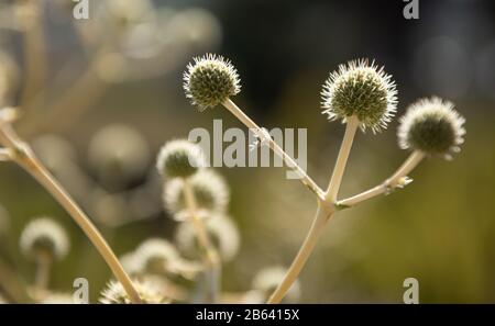 it´s a thistle flower shown as a winner Stock Photo