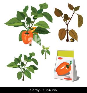 Set of stages of life of a agricultural plant sweet bell peppers isolated on white background. Paper packaging for storage of seeds. Vector cartoon Stock Vector