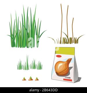 Set of stages of life of a agricultural plant green onion isolated on white background. Paper packaging for storage of seeds. Vector cartoon close-up Stock Vector