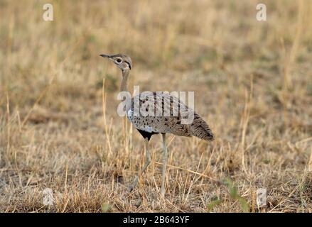 Black Bellied Bustard, Lissotis melanogaster, Masai Mara, Africa Stock Photo