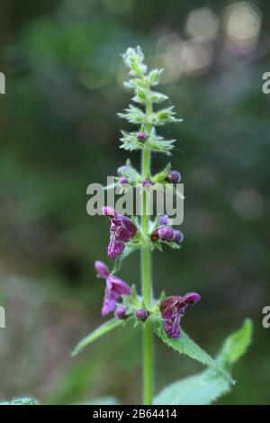 Stachys sylvatica - Wild plant shot in summer. Stock Photo