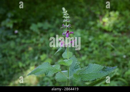 Stachys sylvatica - Wild plant shot in summer. Stock Photo