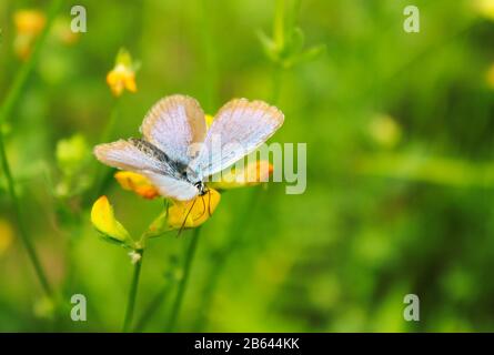 Blue butterfly sitting on a meadow flower Stock Photo