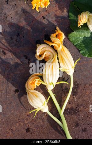 Fresh Squash Blossoms Close up. Gardening, Harvest Concept. Healthy Food. Stock Photo