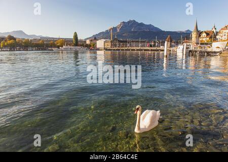 Lucerne,Switzerland - October 1, 2019 - White swan on clear Luzern lake in front of Seebruck bridge and historical building and mount pilatus backgrou Stock Photo