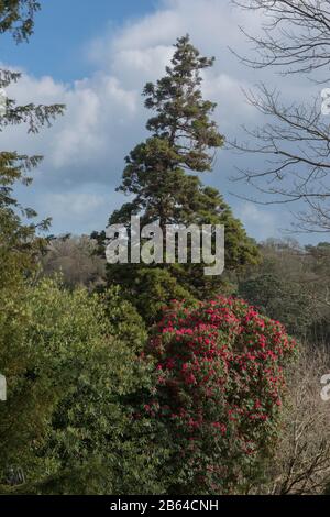 Woodland Spring Landscape with an Evergreen Conifer Tree and Red Flowering Rhododendron in a Valley in Rural Cornwall, England, UK Stock Photo