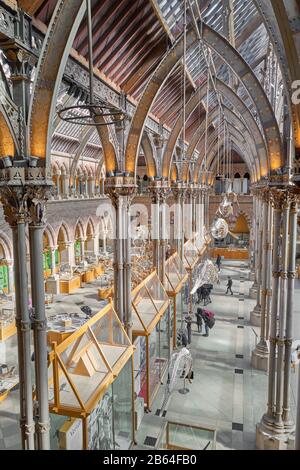 Exhibits on the ground floor at Oxford university natural history museum, England. Stock Photo