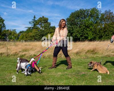 A woman encounters a dog walker as she is out exercising her four pygmy goats. Stock Photo