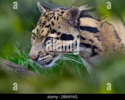 Clouded leopard Neofelis nebulosa Captive portrait Stock Photo