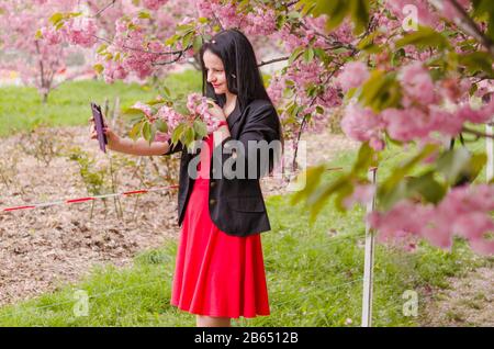 Caucasian girl takes a selfie on the phone against the background cherry blossoms trees in a park. Cherry blossom in the city park of Dnipro Ukraine Stock Photo