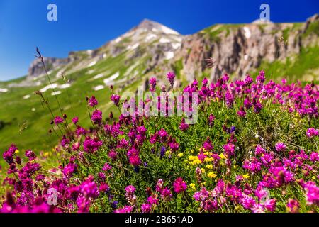 Field of first blooming spring flowers on the background of mountains in sunlight. Lago-Naki, Adygea Stock Photo