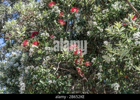 flowers and leaves of Pohutukawa tree, shot in bright late spring light at Pauanui, Coromandel, North Island, New Zealand Stock Photo