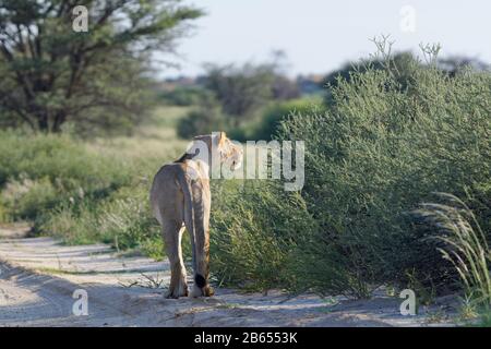 Lioness (Panthera leo), adult female, on a sand road, looking far ahead, Kgalagadi Transfrontier Park, Northern Cape, South Africa, Africa Stock Photo