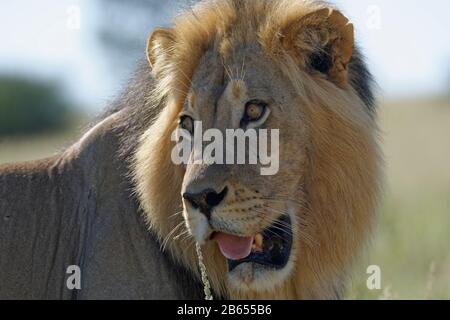 Lion (Panthera leo), black-maned male lion, close-up of the head, Kgalagadi Transfrontier Park, Northern Cape, South Africa, Africa Stock Photo