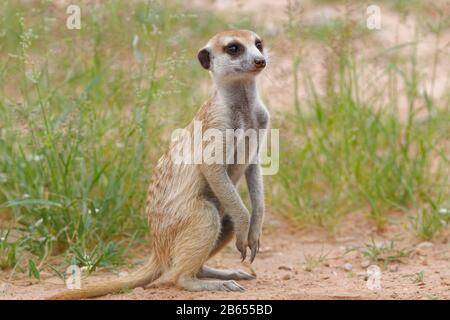 Meerkat (Suricata suricatta), adult, sitting on sand, Kgalagadi Transfrontier Park, Northern Cape, South Africa, Africa Stock Photo