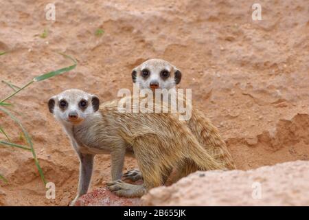 Meerkats (Suricata suricatta), two young animals, looking out from burrow, alert, Kgalagadi Transfrontier Park, Northern Cape, South Africa, Africa Stock Photo