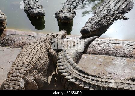 Crocodile Farm Zoo Stock Photo 570168481