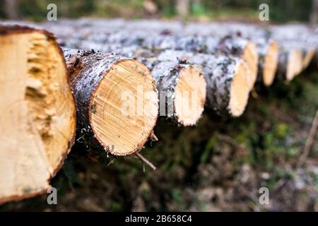 Trunks of trees cut and stacked in the foreground Stock Photo