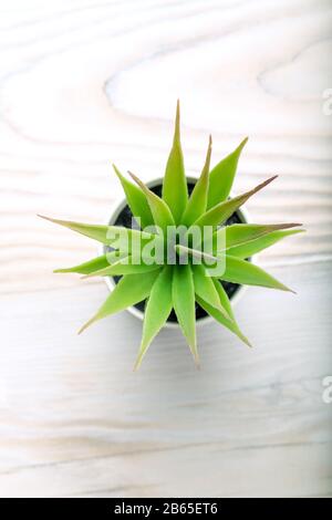 cactus plants or plastic or fake tree. green succulent top view. Copy space. Stock Photo