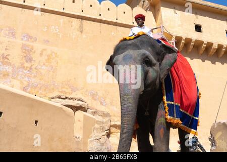 Elephants crossing narrow mountain path in front of the amber fort in jaipur with people roaming around enjoying the architecture of this landmark Stock Photo