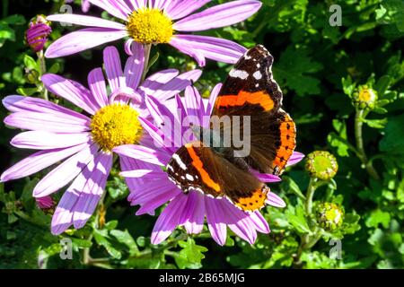 Vanessa atalanta, the red admiral butterfly on flower feeding nectar pink chrysanthemum Butterfly garden in autumn Stock Photo