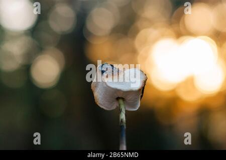 marshmallow on a stick being roasted over a camping fire. Bonfire marshmallows Stock Photo
