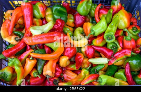A variety of colourful romano and bell peppers for sale in the market at Kalamata, in the Peloponnese, Southern Greece. Stock Photo