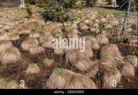 raised impassable bogs and swamp in the Urals mountains with the mounds called the Witches heads Stock Photo