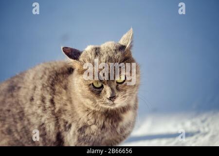 Portrait of a stray cat in the snow during winter in cold weather. Concept heavy duty for Pets Stock Photo