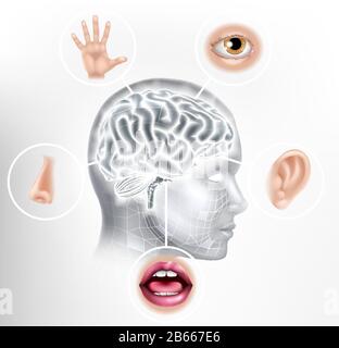 Five Senses Human Brain Head Face AI Concept Stock Vector