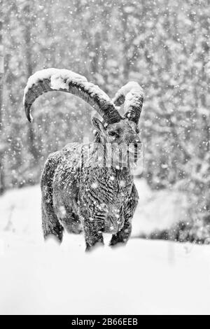 Portrait of Ibex under snowflakes (Capra ibex) Stock Photo