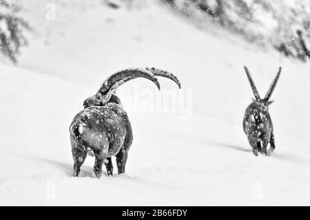 Two Ibexes cross the Alps mountains under snowfall (Capra ibex) Stock Photo