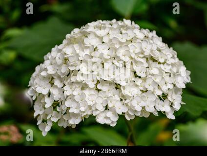 cluster of white hydrangea wedding flower Stock Photo