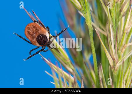 Female castor bean tick crawling on green grass spike. Ixodes ricinus or scapularis, spica. Dangerous lurking mite. Acari. Parasitic insect. Blue sky. Stock Photo