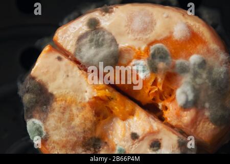 Mold macro. Moldy fungus on food. Fluffy spores mold as a background or texture. Mold fungus. Stock Photo