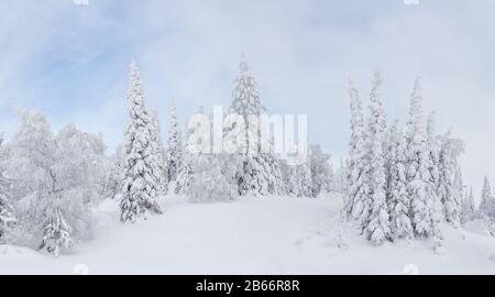 Winter Christmas landscape with snow fir trees covered with hoarfrost with blue sky Stock Photo