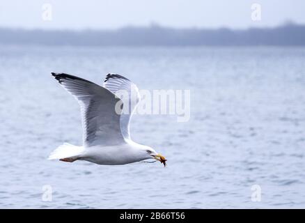 10 March 2020, Schleswig-Holstein, Lübeck-Travemünde: A seagull flies with a fresh catch over the water at the beach of the Baltic Sea. Photo: Daniel Bockwoldt/dpa Stock Photo