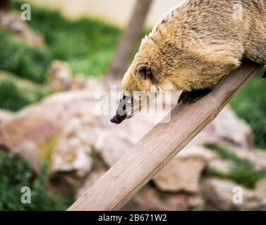 A Ring-Tailed Coati on a Long Tree Branch Looks Down At Something