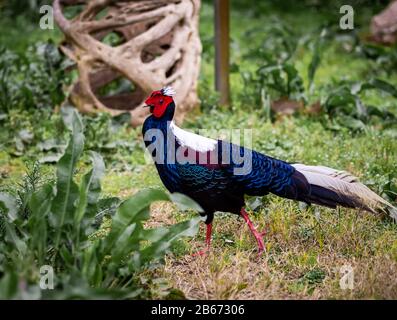 A Swinhoe Pheasant Walks Along The Ground And Shows Off Its Feathers Stock Photo