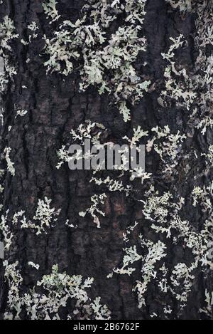 Willow trunk close-up, overgrown with moss and lichen. Stock Photo
